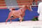 Horse ad