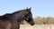 Horse ad