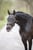 Annuncio cavallo