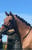 Horse ad