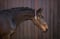 Horse ad