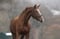 Annuncio cavallo
