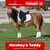 Paardadvertentie
