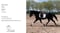 Horse ad