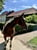 Annuncio cavallo
