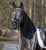 Annuncio cavallo