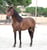 Horse ad