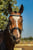 Horse ad