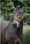 Annuncio cavallo