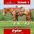 Paardadvertentie