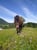 Annuncio cavallo