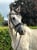Horse ad