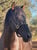 Horse ad
