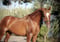 Annuncio cavallo
