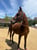 Horse ad