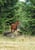 Annuncio cavallo