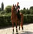 Horse ad