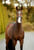 Horse ad
