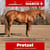 Annuncio cavallo
