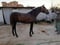 Anuncio de caballos