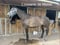 Horse ad