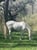 Horse ad