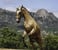Horse ad