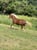 Horse ad