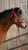 Horse ad