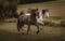 Horse ad