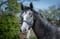 Annuncio cavallo