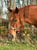 Horse ad