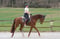 Horse ad