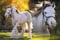 Annuncio cavallo