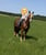 Horse ad