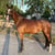 Horse ad