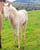 Horse ad