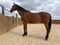 Horse ad