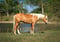 Horse ad