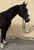 Horse ad