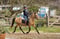 Horse ad