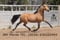 Horse ad