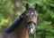 Annonce cheval