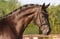 Annuncio cavallo