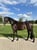 Pferdeinserat
