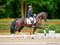 Annuncio cavallo