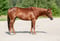 Annuncio cavallo