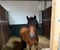 Horse ad
