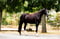 Annuncio cavallo