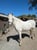 Horse ad